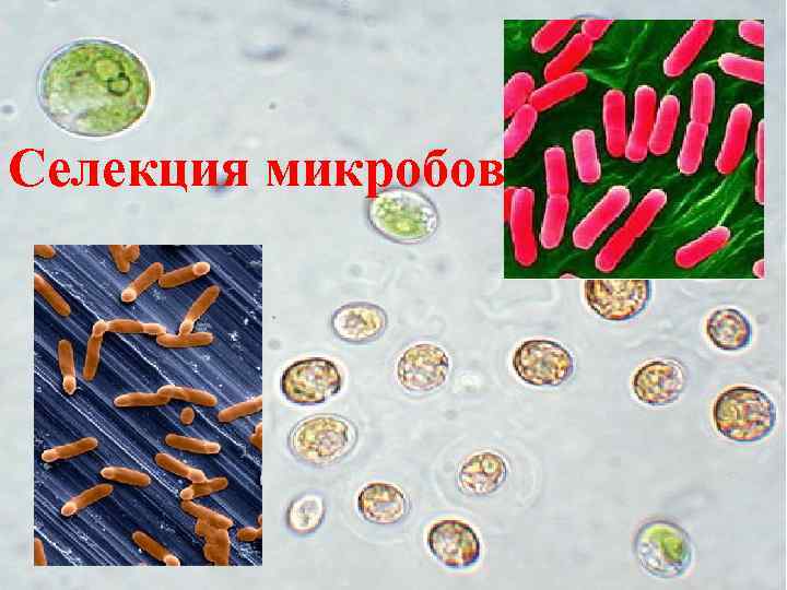 Селекция микробов 