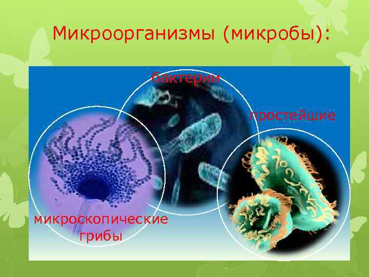 Микроорганизмы (микробы): бактерии простейшие микроскопические грибы 