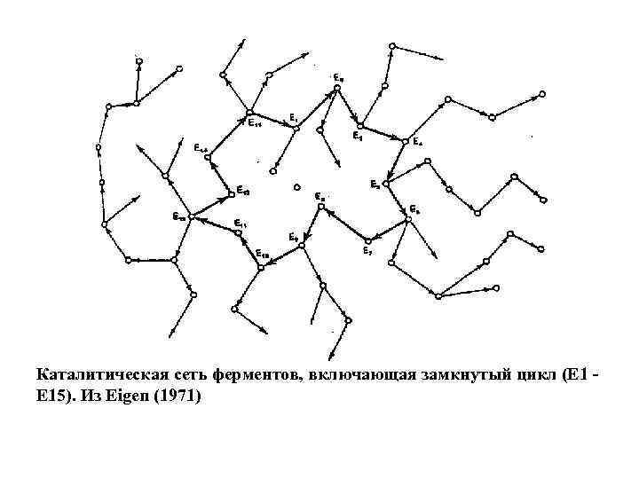 Каталитическая сеть ферментов, включающая замкнутый цикл (Е 1 - Е 15). Из Eigen (1971)
