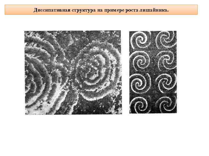 Диссипативная структура на примере роста лишайника. 