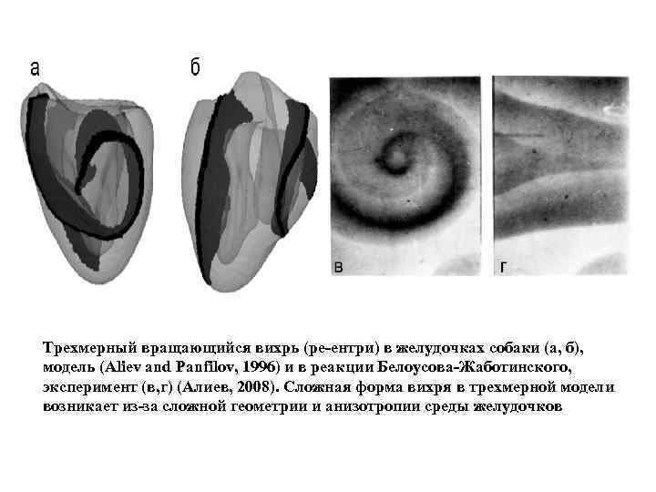 Трехмерный вращающийся вихрь (ре-ентри) в желудочках собаки (а, б), модель (Aliev and Panfilov, 1996)