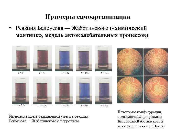 Примеры самоорганизации • Реакция Белоусова — Жаботинского ( «химический маятник» , модель автоколебательных процессов)