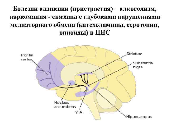 Болезни аддикции (пристрастия) – алкоголизм, наркомания - связаны с глубокими нарушениями медиаторного обмена (катехоламины,