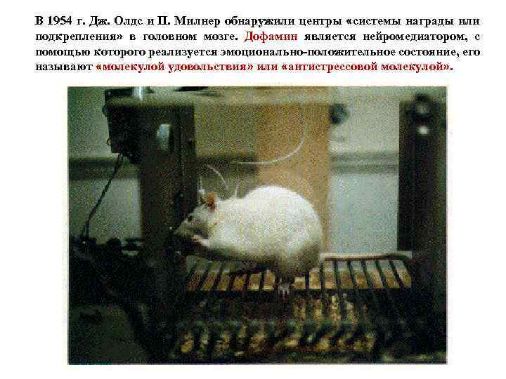 В 1954 г. Дж. Олдс и П. Милнер обнаружили центры «системы награды или подкрепления»