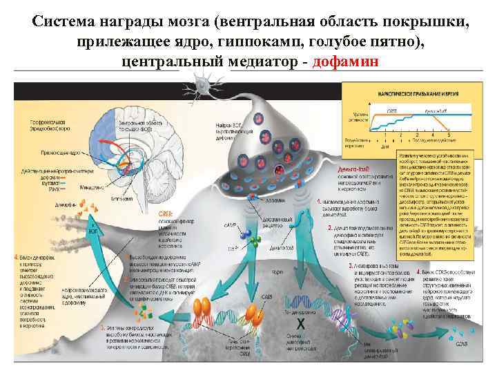 Система награды мозга (вентральная область покрышки, прилежащее ядро, гиппокамп, голубое пятно), центральный медиатор -