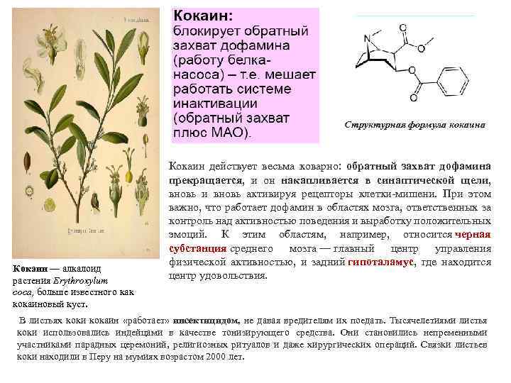 Структурная формула кокаина Кокаин — алкалоид растения Erythroxylum coca, больше известного как кокаиновый куст.