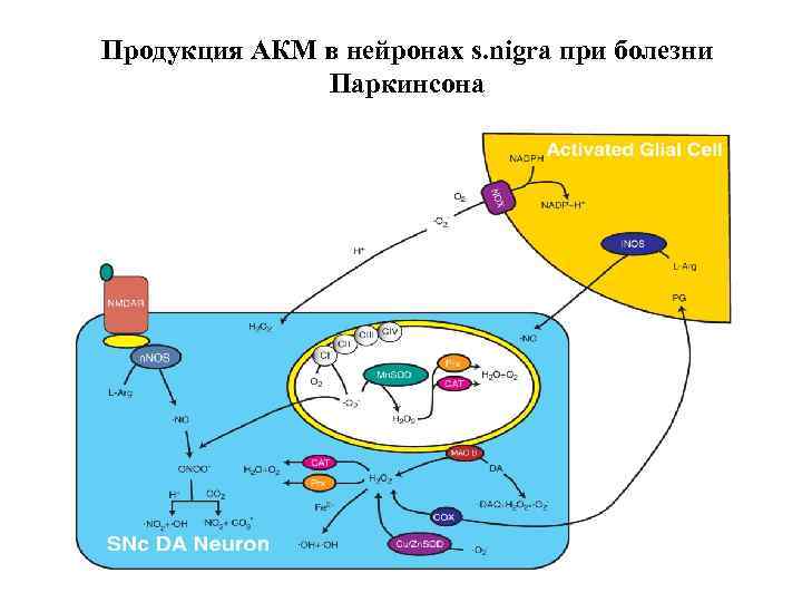 Продукция АКМ в нейронах s. nigra при болезни Паркинсона 