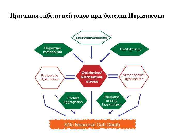Причины гибели нейронов при болезни Паркинсона 