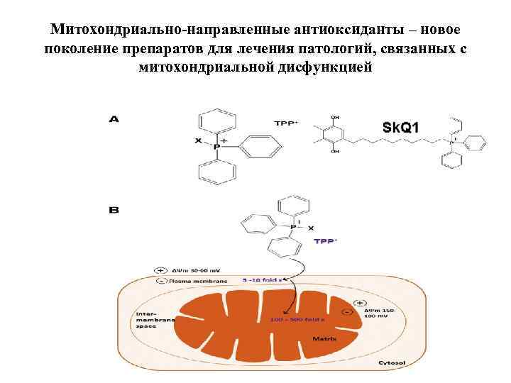 Митохондриально-направленные антиоксиданты – новое поколение препаратов для лечения патологий, связанных с митохондриальной дисфункцией 