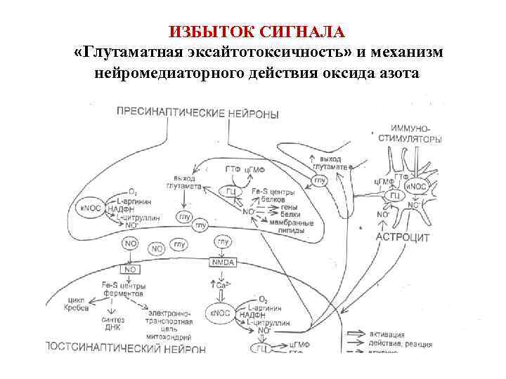 ИЗБЫТОК СИГНАЛА «Глутаматная эксайтотоксичность» и механизм нейромедиаторного действия оксида азота 