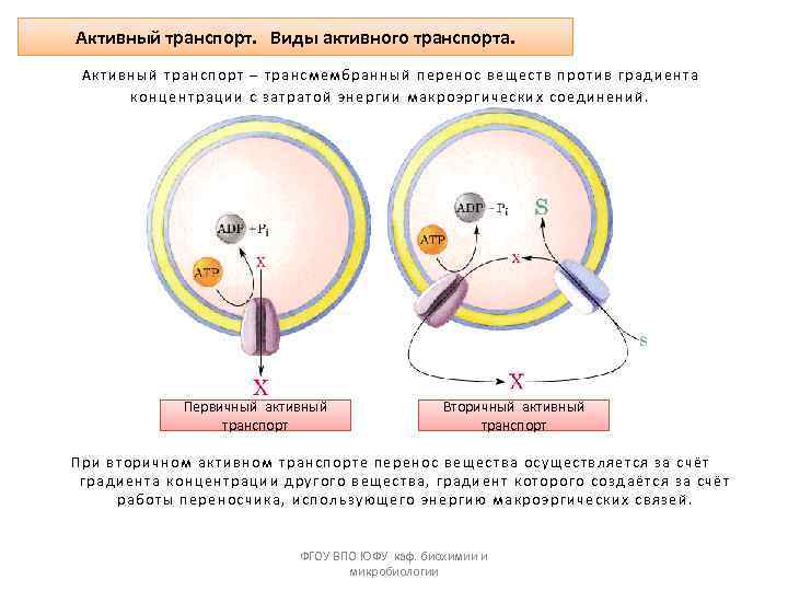 Активный транспорт. Виды активного транспорта. Активный транспорт – трансмембранный перенос веществ против градиента концентрации