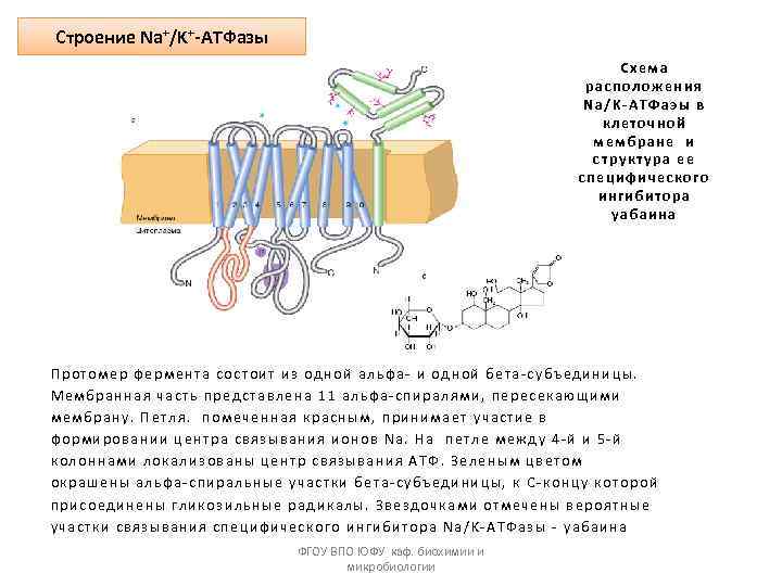 Строение Na+/K+-ATФазы Схема расположения Na/K-АТФаэы в клеточной мембране и структура ее специфического ингибитора уабаина