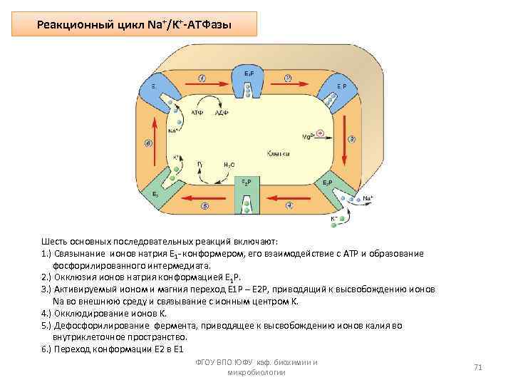 Реакционный цикл Na+/K+-ATФазы Шесть основных последовательных реакций включают: 1. ) Связынание ионов натрия Е