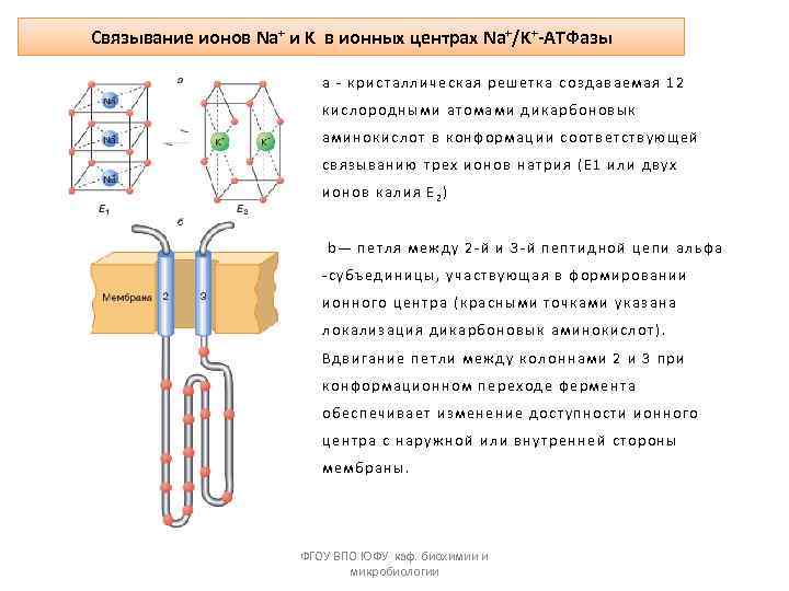 Связывание ионов Na+ и K в ионных центрах Na+/K+-ATФазы а - кристаллическая решетка создаваемая