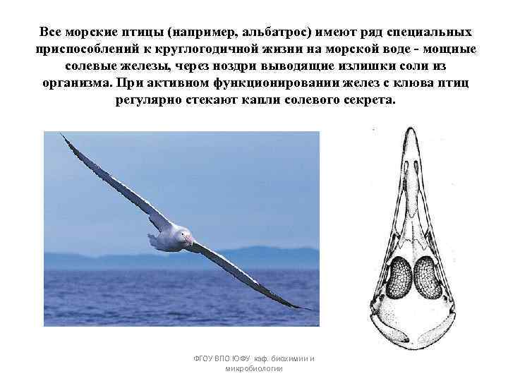 Все морские птицы (например, альбатрос) имеют ряд специальных приспособлений к круглогодичной жизни на морской