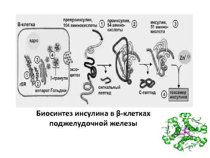 Биосинтез инсулина в β-клетках поджелудочной железы 