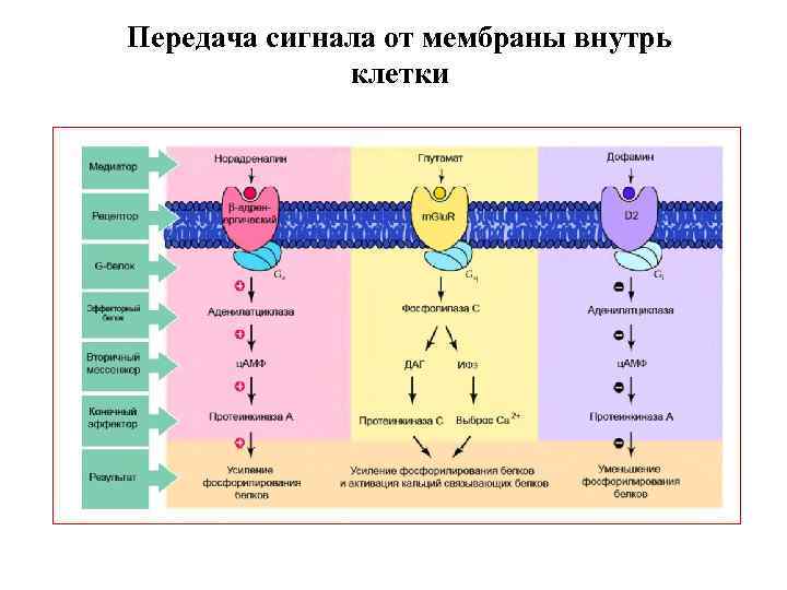 Передача сигнала от мембраны внутрь клетки 