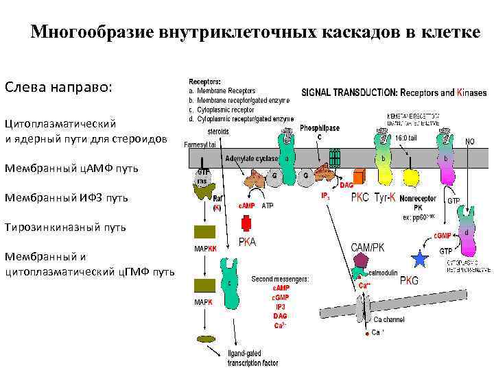 Многообразие внутриклеточных каскадов в клетке Слева направо: Цитоплазматический и ядерный пути для стероидов Мембранный