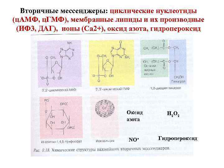 Вторичные мессенджеры: циклические нуклеотиды (ц. АМФ, ц. ГМФ), мембранные липиды и их производные (ИФ