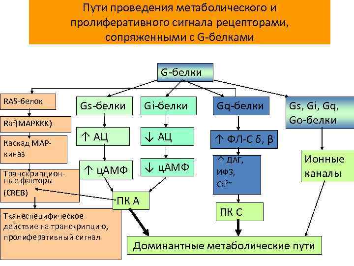 Пути проведения метаболического и пролиферативного сигнала рецепторами, сопряженными с G-белками G-белки RAS-белок Gs-белки Gi-белки