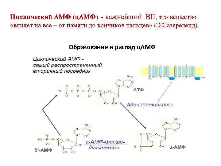 Циклический АМФ (ц. АМФ) - важнейший ВП, это вещество «влияет на все – от