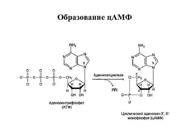 Образование ц. АМФ 