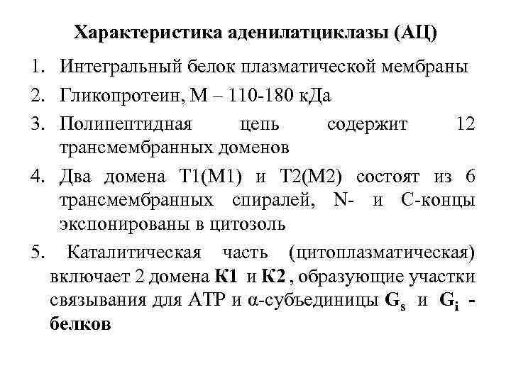 Характеристика аденилатциклазы (АЦ) 1. Интегральный белок плазматической мембраны 2. Гликопротеин, М – 110 -180