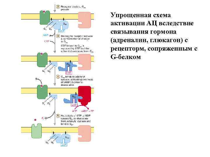 Упрощенная схема активации АЦ вследствие связывания гормона (адреналин, глюкагон) с рецепторм, сопряженным с G-белком