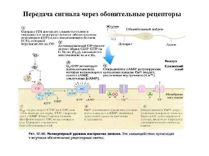 Передача сигнала через обонятельные рецепторы 