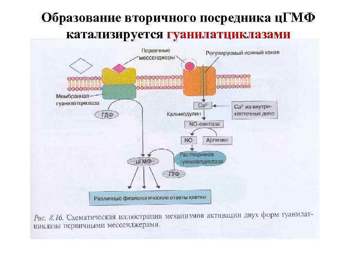 Образование вторичного посредника ц. ГМФ катализируется гуанилатциклазами 