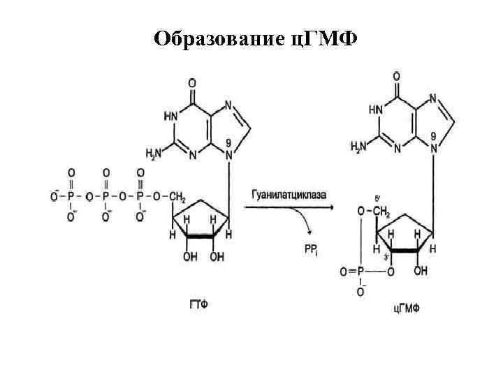 Образование ц. ГМФ 