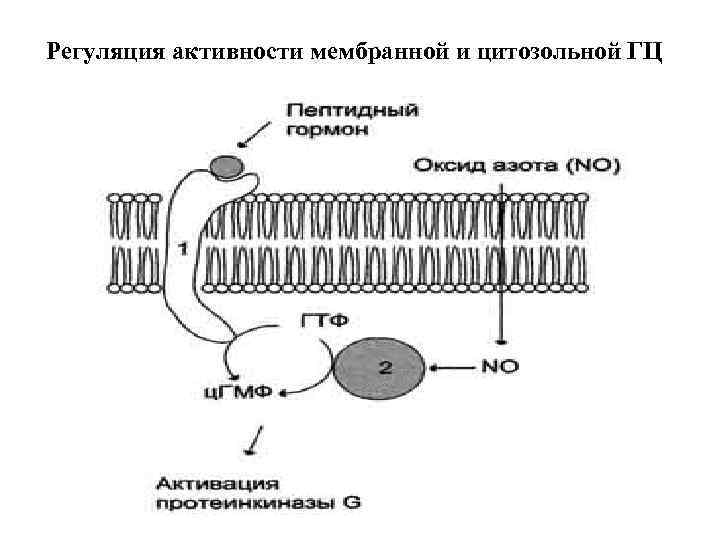 Регуляция активности мембранной и цитозольной ГЦ 