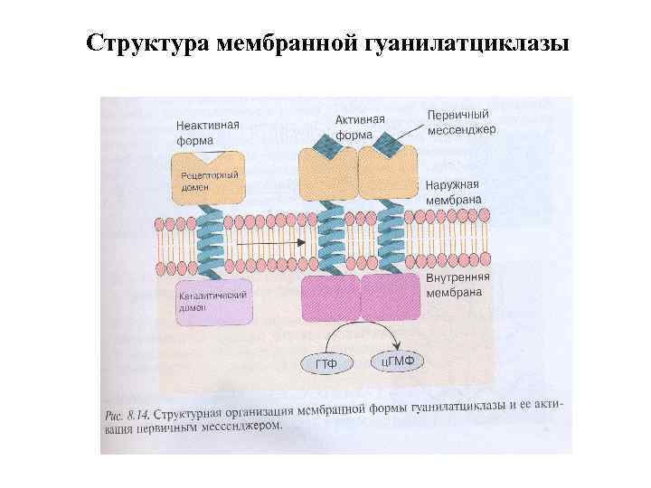 Структура мембранной гуанилатциклазы 