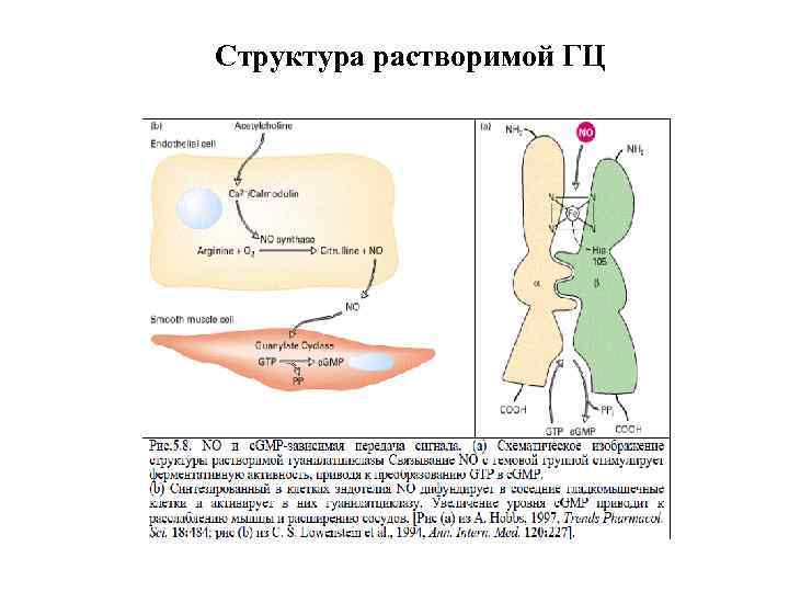 Структура растворимой ГЦ 