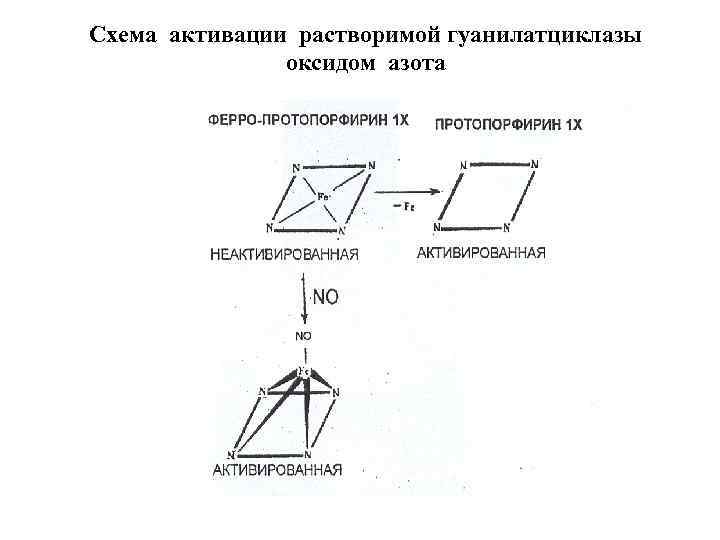 Схема активации растворимой гуанилатциклазы оксидом азота 