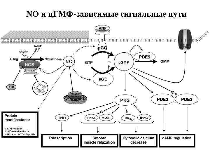 NO и ц. ГМФ-зависимые сигнальные пути 