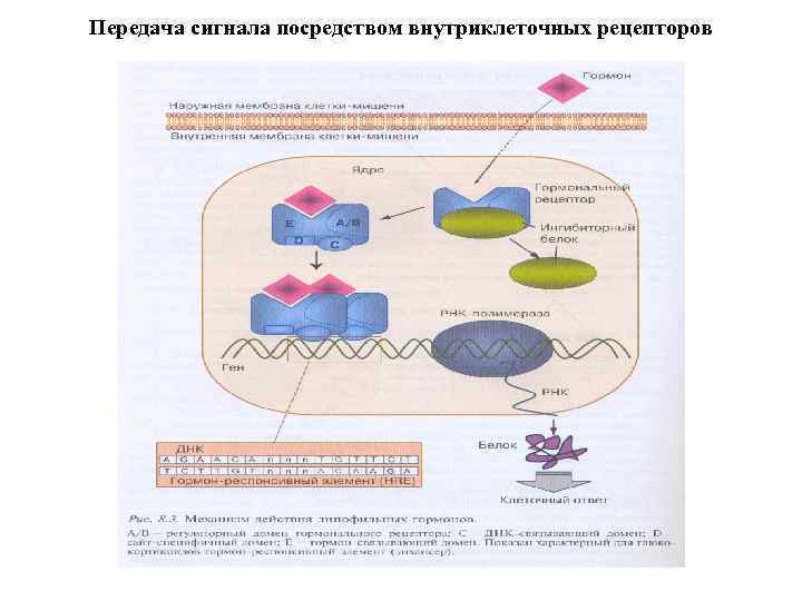 Передача сигнала посредством внутриклеточных рецепторов 