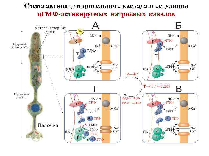 Схема активации зрительного каскада и регуляция ц. ГМФ-активируемых натриевых каналов 