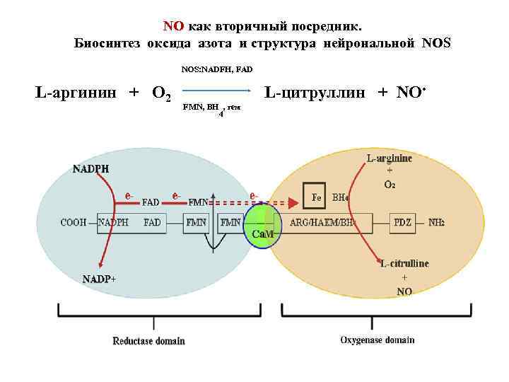 NO как вторичный посредник. Биосинтез оксида азота и структура нейрональной NOS: NADFH, FAD L-аргинин