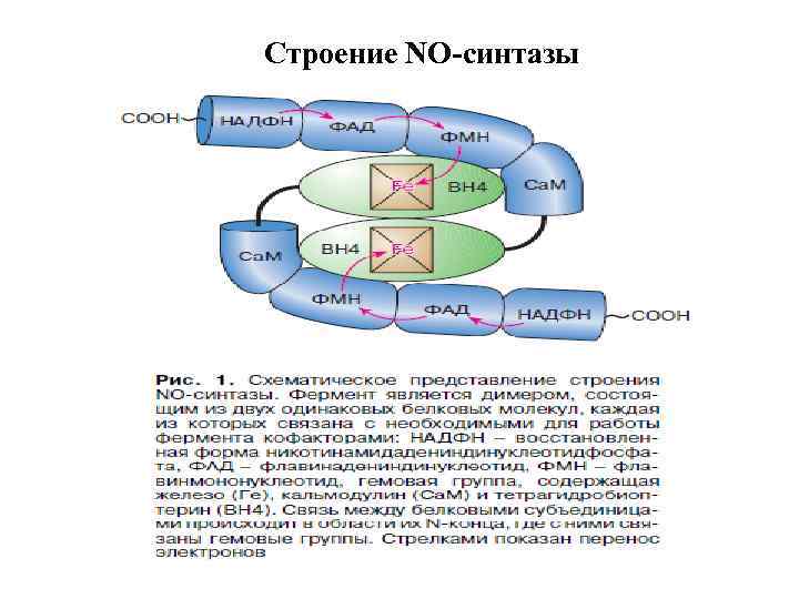 Строение NO-синтазы 