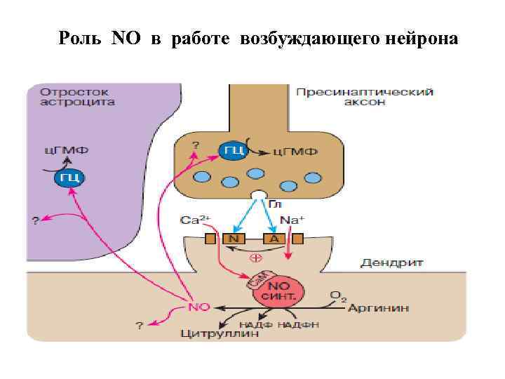 Роль NO в работе возбуждающего нейрона 