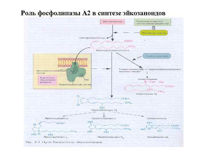 Роль фосфолипазы А 2 в синтезе эйкозаноидов 