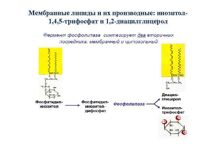 Мембранные липиды и их производные: инозитол 1, 4, 5 -трифосфат и 1, 2 -диацилглицерол