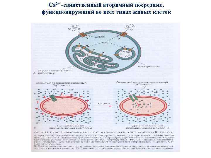 Са 2+ -единственный вторичный посредник, функционирующий во всех типах живых клеток 