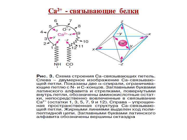 Са 2+ - связывающие белки 