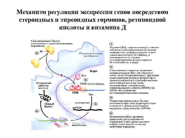 Механизм регуляции экспрессии генов посредством стероидных и тиреоидных гормонов, ретиноидной кислоты и витамина Д