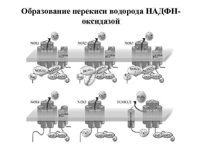 Образование перекиси водорода НАДФНоксидазой 