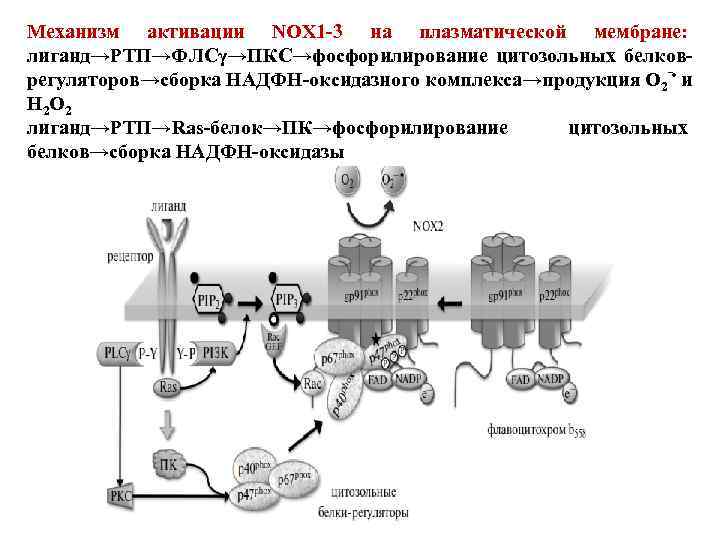 Механизм активации NOX 1 -3 на плазматической мембране: лиганд→РТП→ФЛСγ→ПКС→фосфорилирование цитозольных белковрегуляторов→сборка НАДФН-оксидазного комплекса→продукция О