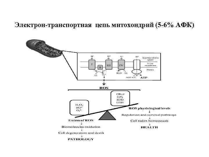 Электрон-транспортная цепь митохондрий (5 -6% АФК) 