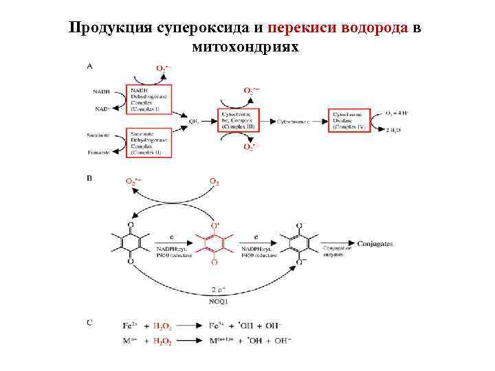 Продукция супероксида и перекиси водорода в митохондриях 